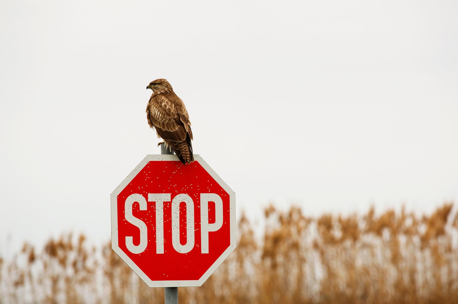 A hawk perched on top of a red stop sign pocked with bullet holes, in front of a field of dry reeds.