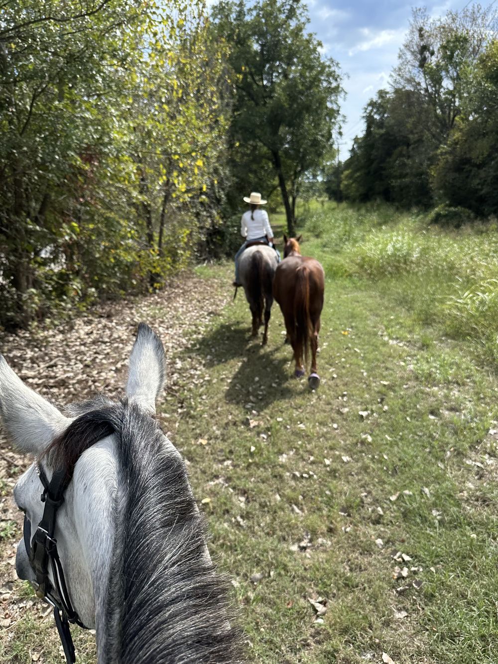 Seen from horseback, a rider on a roan horse leads a chestnut horse along a grassy trail.